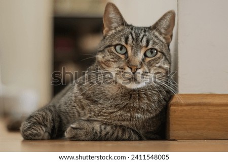 Protrait of a tabby cat