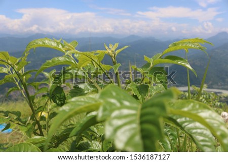Protrait view of a small tree 