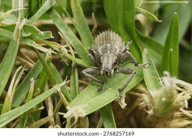 A protrait of a White-fringed Weevil pausing for the image to be taken.                               