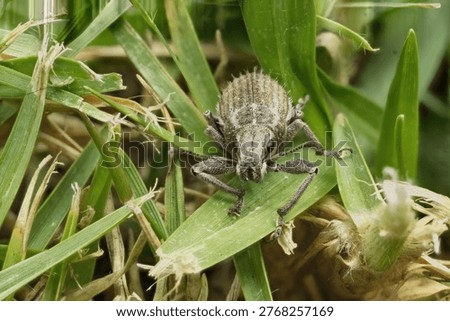 A protrait of a White-fringed Weevil pausing for the image to be taken.                               