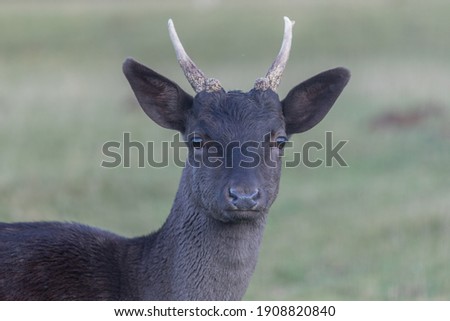 	
Protrait of a young fallow deer.