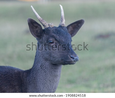 	
Protrait of a young fallow deer. Protrait of a young fallow deer with two antler rods.