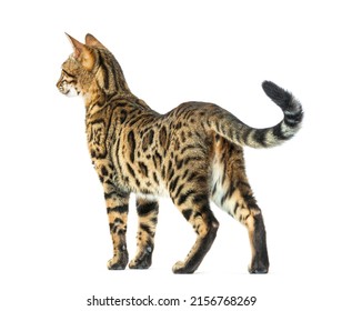 Proud Adult Bengal Looking Backwards, Isolated On White