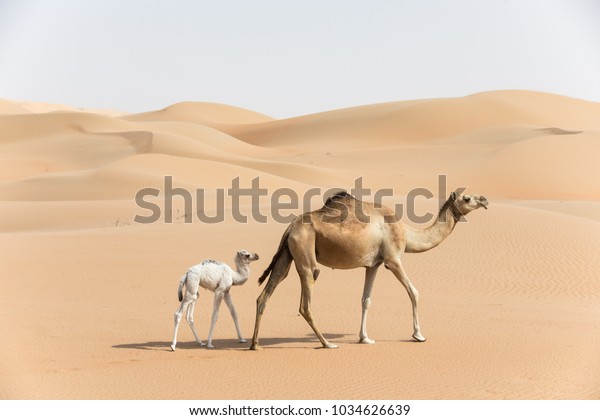 Proud Arabian dromedary\
camel mother walking with her white colored baby in the desert Abu\
Dhabi, UAE.