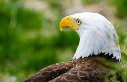 A Proud Bald Eagle Standing For The Picture
