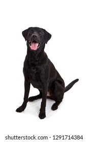 Proud Black Lab Sitting Tall And Smiling At The Camera On White Background In Studio