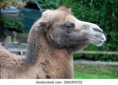 Proud Camel In Petting Zoo