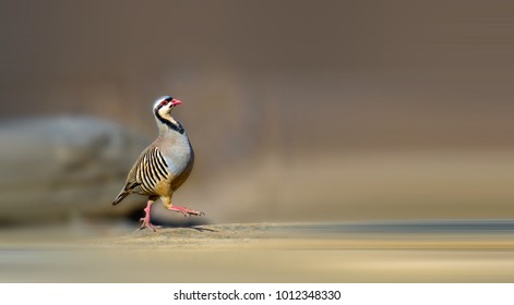 Proud Chukar Partridge