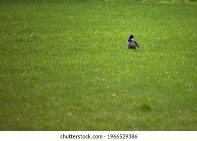 A proud crow on the grass
