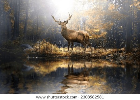 proud deer in the autumn forest                             