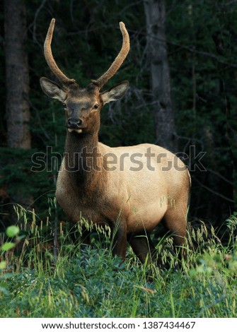 Similar – Rocky Mountain Elk, Banff National Park, Canada