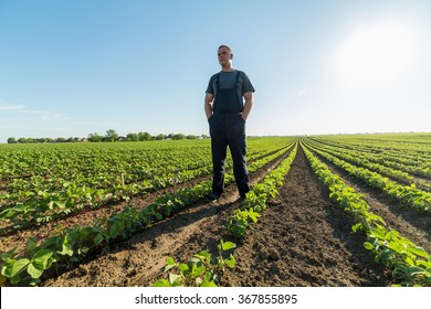 Proud Farmer In Green Soybean Field