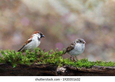 A Proud Father, Two Sparrows