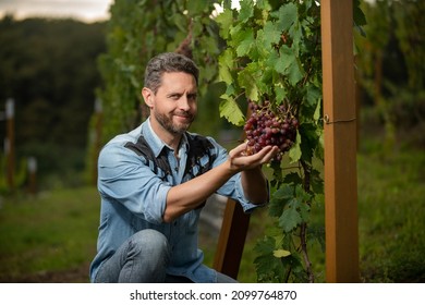 Proud Gardener Checking Grapevine At Grape Farm, Vitamin