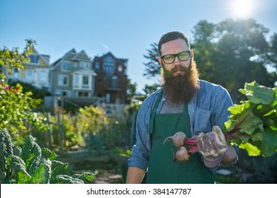 Proud Gardener Showing Freshly Picked Beets In Urban Communal Garden