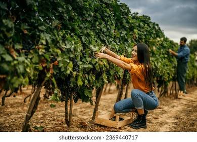 A proud Latina winemaker and her partner, working diligently together in their vineyard during the grape harvest.	
 - Powered by Shutterstock