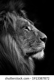 proud lion face black and white 