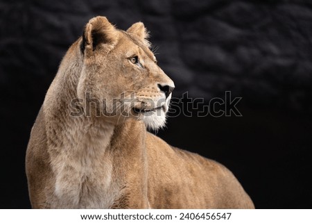 Proud lioness female lion head
