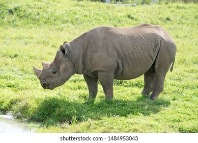 Proud looking Rhino on river bank