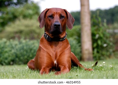 proud looking rhodesian ridgeback