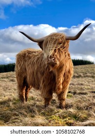 Proud Magnificent Highland Cow Stands Scottish Stock Photo 1058102768 ...