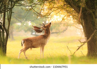 Proud male fallow deer stag, Dama Dama, with big antlers foraging for leaves and berries in a dark green forest during Fall season sunrise.