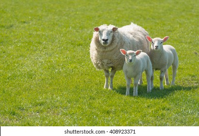 Proud mother with a thick winter fur presents her innocent looking newborn lambs standing on lush green grass on a sunny day at the beginning of spring season.