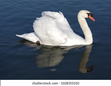Proud mute swan and his mirror image