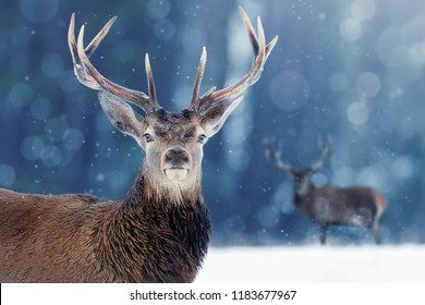 Proud Noble Deer male in winter snow forest. Winter christmas image.