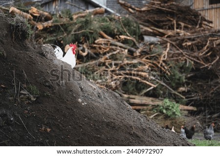 A proud rooster perched atop a mound of freshly turned earth, surveying his domain with a watchful eye.
