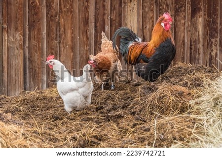proud rooster stands with happy chickens on dung heaps - species-appropriate animal husbandry