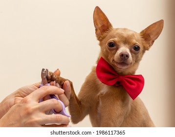 Proud Small Brown Dog Wearing Red Butterfly Tie Spend The Time In Nail Salon For Pets.Trimming Dog Nails.