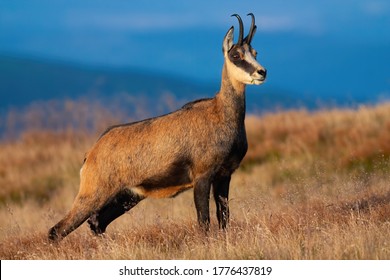 Proud tatra chamois, rupicapra rupicapra tatrica, standing on mountains in summer. Magnificent mammal looking aside in nature with blurred background. Wild goat watching on peak. - Powered by Shutterstock