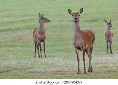 Proud Watch Over Deer Family. Strong Female Leader Of Pack.