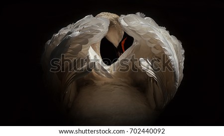 Image, Stock Photo Swan over!