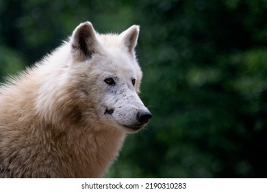 Proud Wolf (Canis Lupus Arctos)