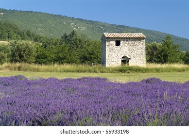 Provance Lavander Field