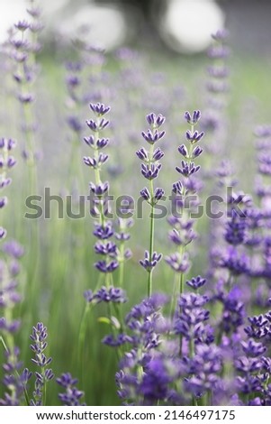 Similar – Image, Stock Photo Delicious Lavender Nature