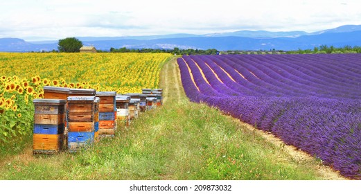 Provence, France - fields of lavader and sunflowers with beehive