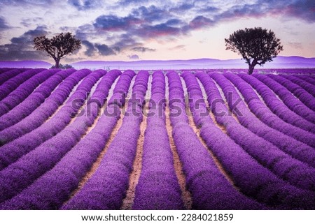 Provence, France. The golden sun sets over the fragrant lavender fields of Valensole, painting the sky with a warm and vibrant hue. Stok fotoğraf © 