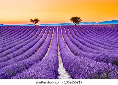 Provence, Frankreich. Lavendel Feld Sommersonnenuntergang Landschaft nahe Valensole.