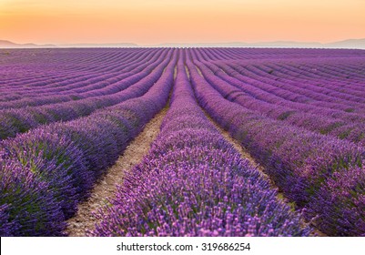 Provence, France. Lavender Field At Sunset.