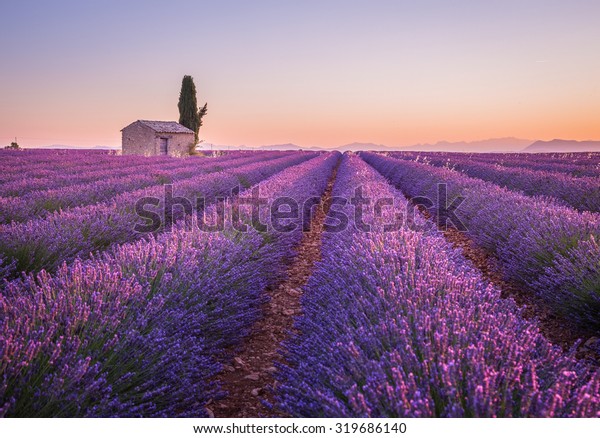Provence, France.A Lonely house standing in a\
lavender field at\
sunrise.