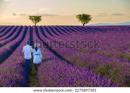 Provence, Lavender field France, Valensole Plateau, a colorful field of Lavender Valensole Plateau, Provence, Southern France Couple men and women on vacation