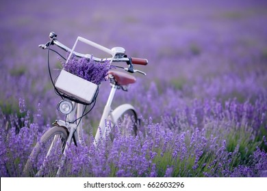 Provence, Lavender Field And Retro Bike