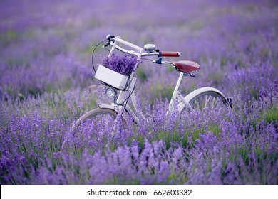 Provence, Lavender Field And Retro Bike