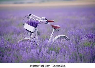 Provence, Lavender Field And Retro Bike