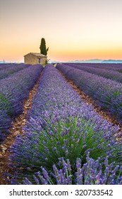 Provence, Lavender Field At Sunset, Valensole Plateau