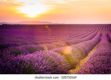 Provence, Lavender Field At Sunset, Valensole Plateau