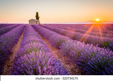 Provence, Lavender Field At Sunset, Valensole Plateau